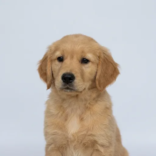 Golden Retriever puppy