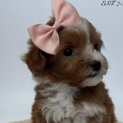 Goldendoodle puppy