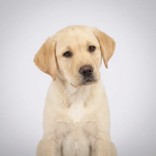 Labrador Retriever puppy