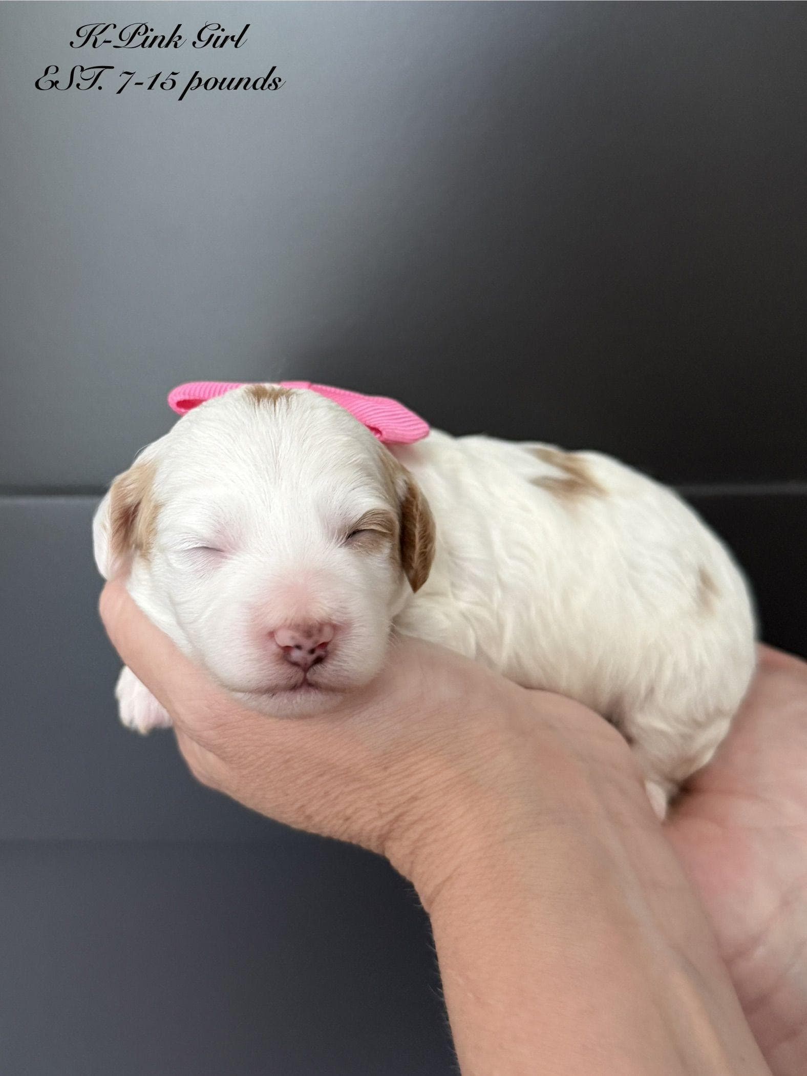 Goldendoodle puppy for sale — K-PINK GIRL, Texas Goldendoodle Lovers (photo 2)