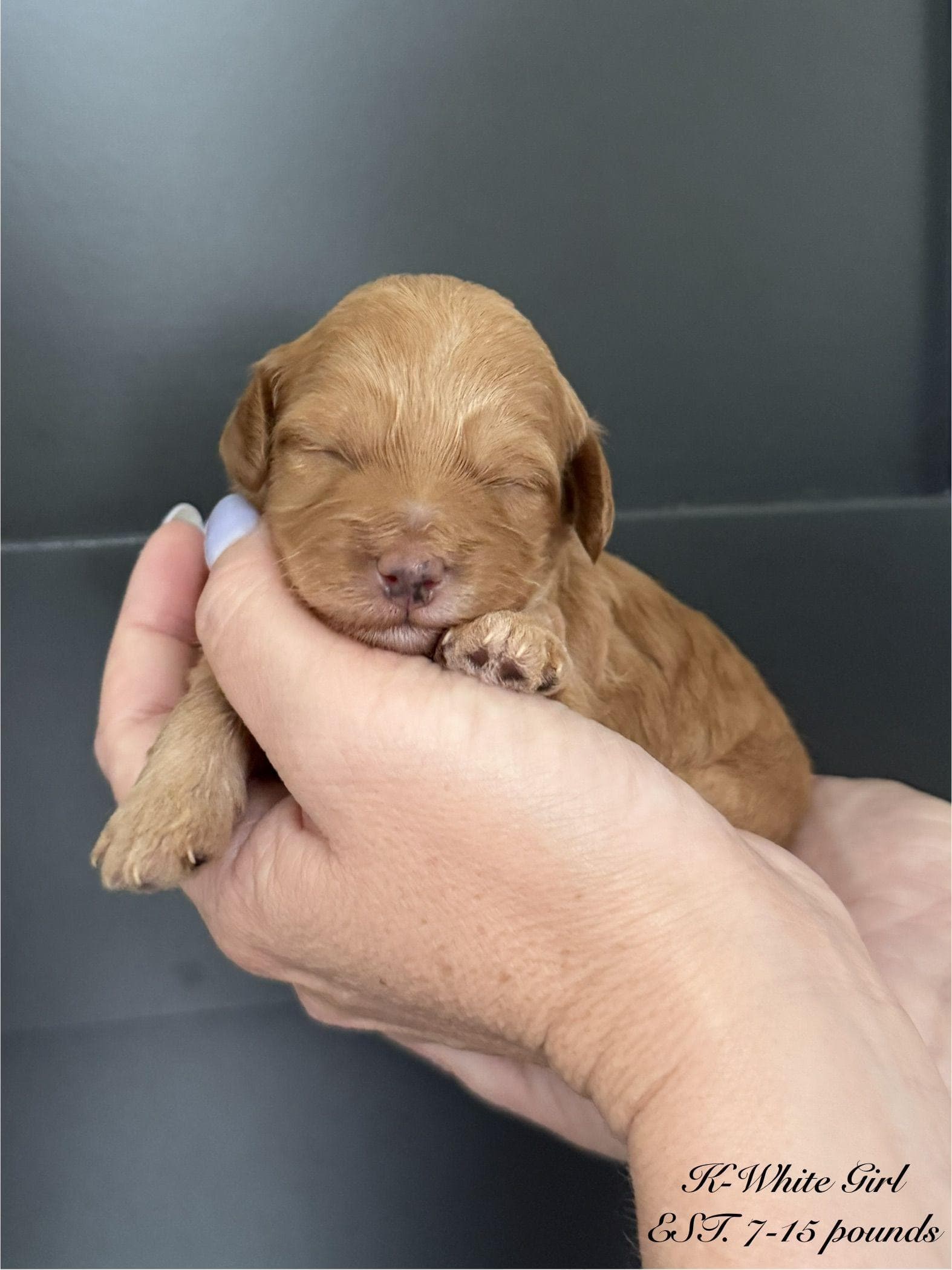 Goldendoodle puppy for sale — K-WHITE GIRL, Texas Goldendoodle Lovers (photo 3)