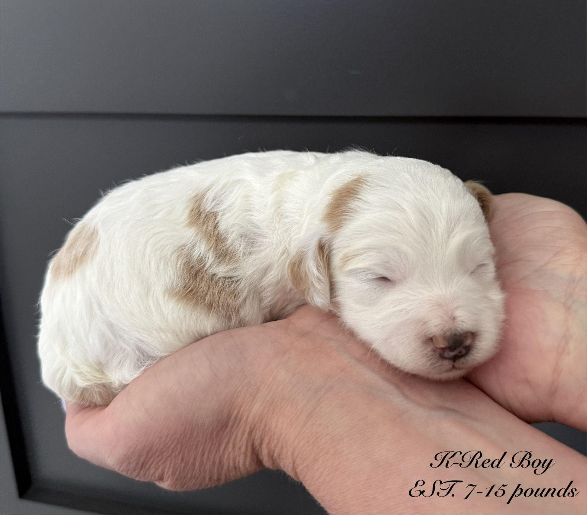 Goldendoodle puppy for sale — K-RED BOY, Texas Goldendoodle Lovers (photo 3)