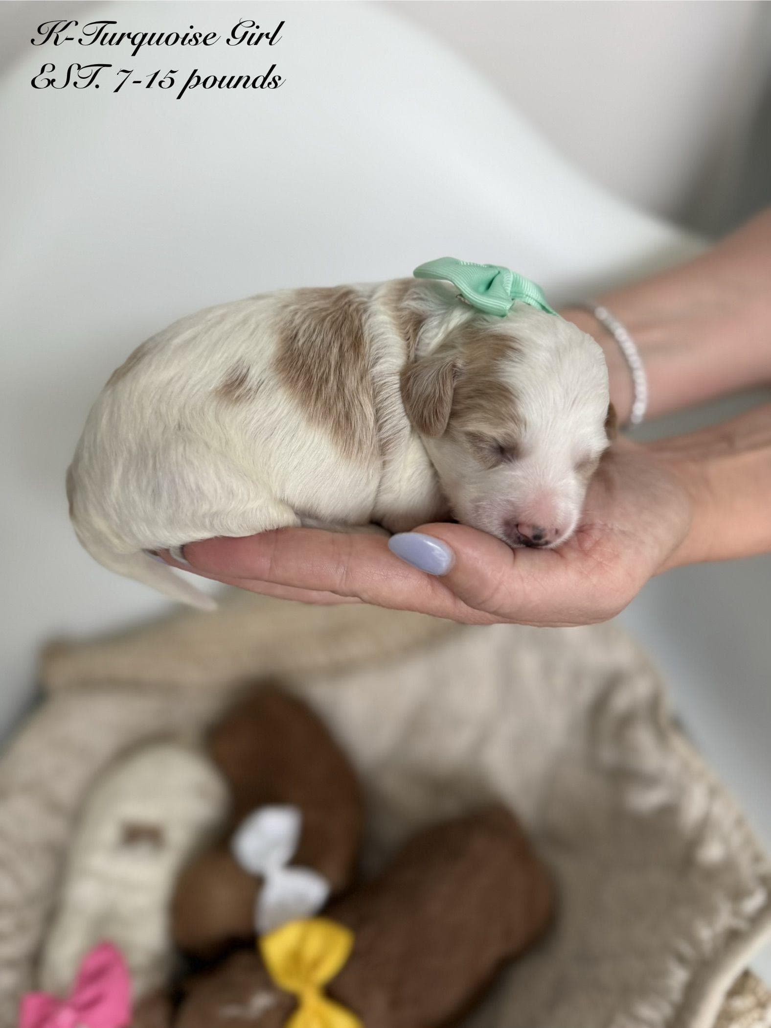 Goldendoodle puppy for sale — K-TURQUOISE GIRL, Texas Goldendoodle Lovers (photo 2)