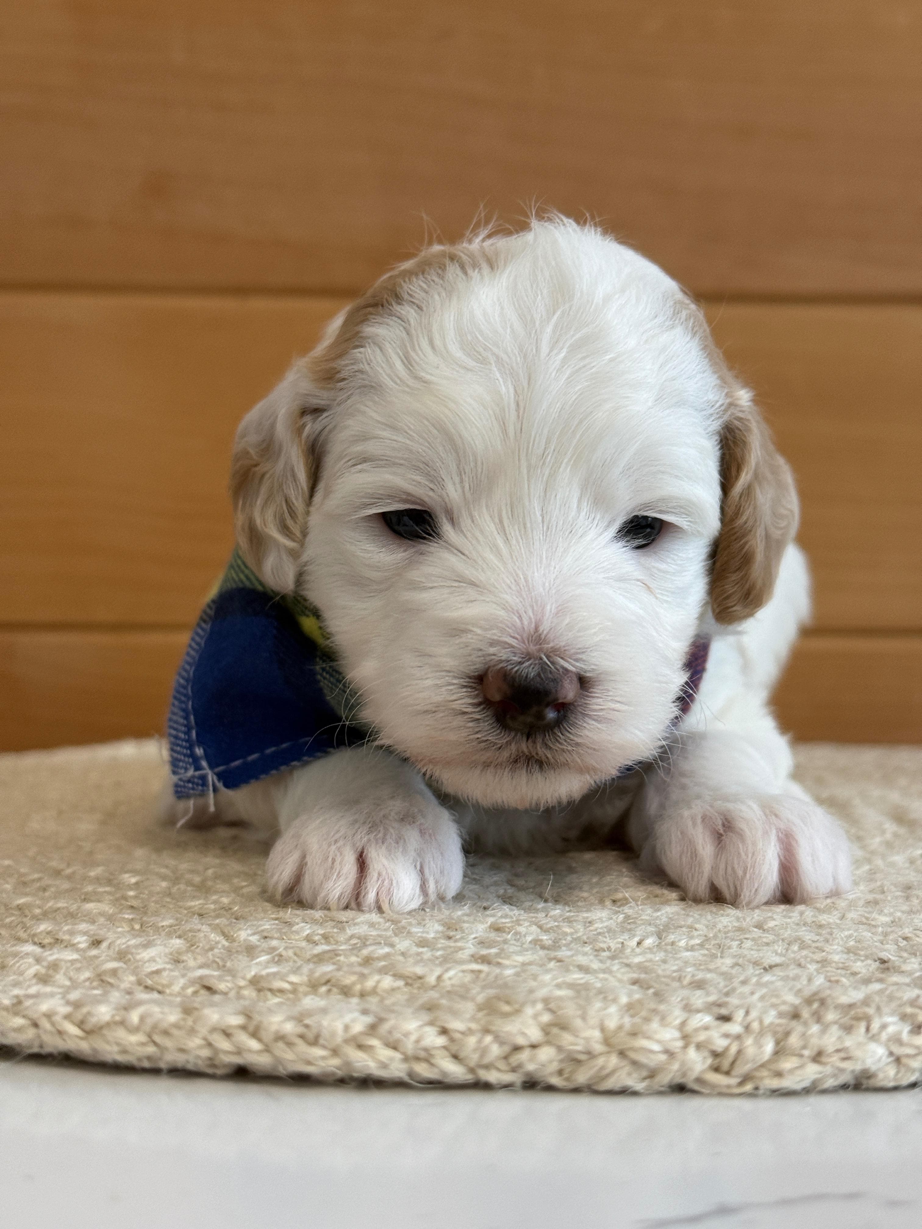 Goldendoodle puppy for sale — K-RED BOY, Texas Goldendoodle Lovers (photo 2)
