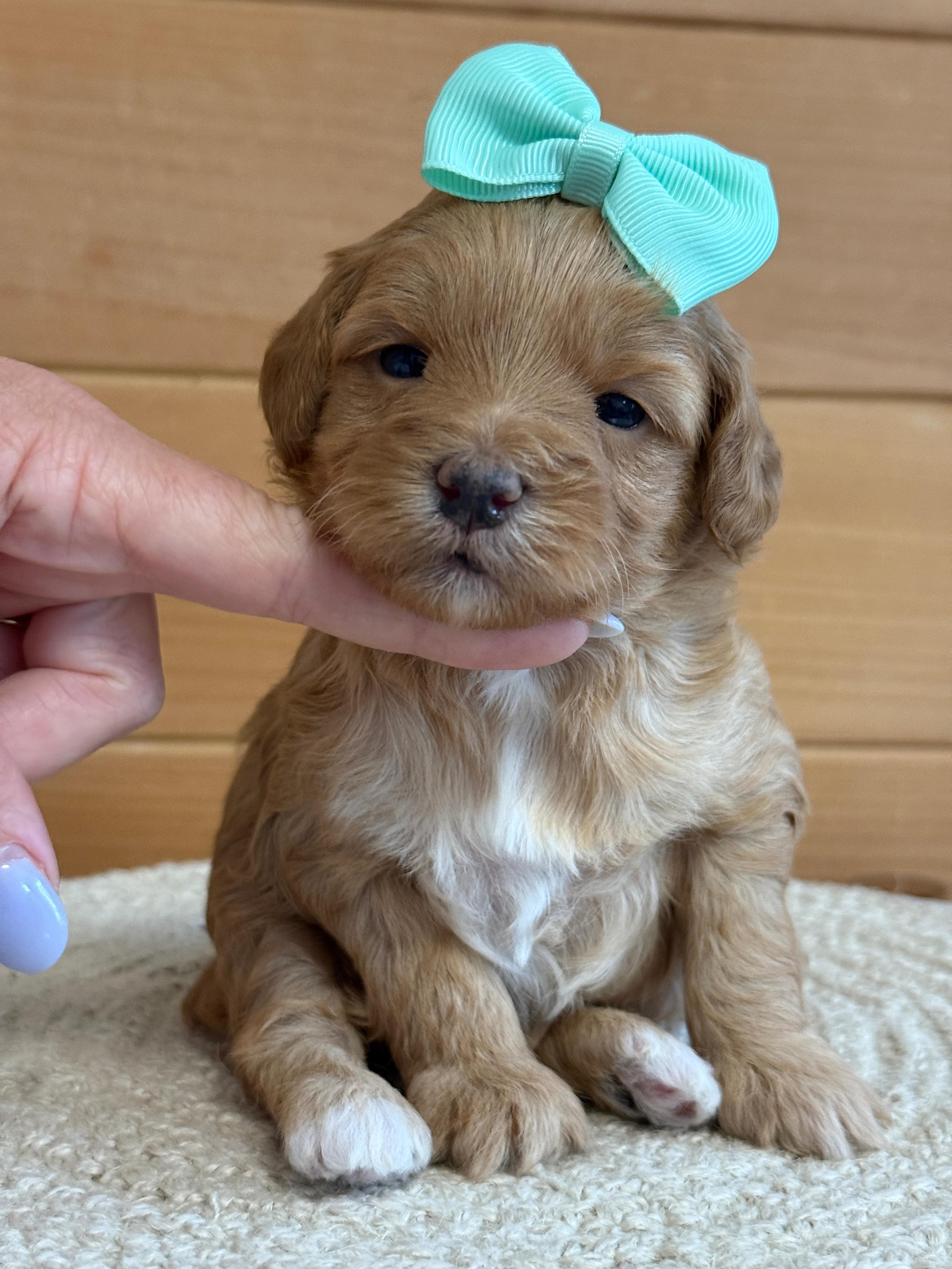 Goldendoodle puppy for sale — K-WHITE GIRL, Texas Goldendoodle Lovers (photo 2)