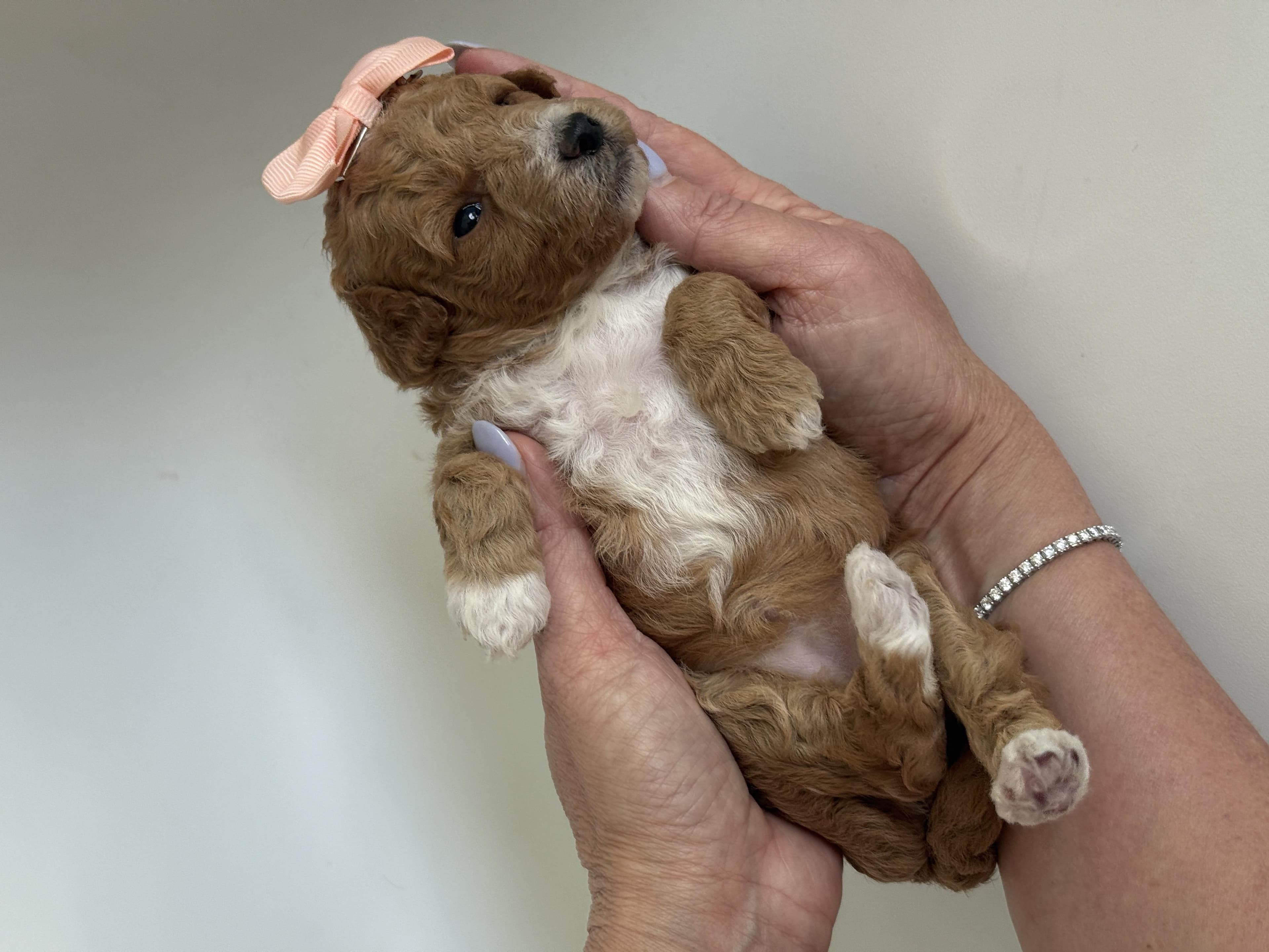 Goldendoodle puppy for sale — K-YELLOW GIRL, Texas Goldendoodle Lovers (photo 5)