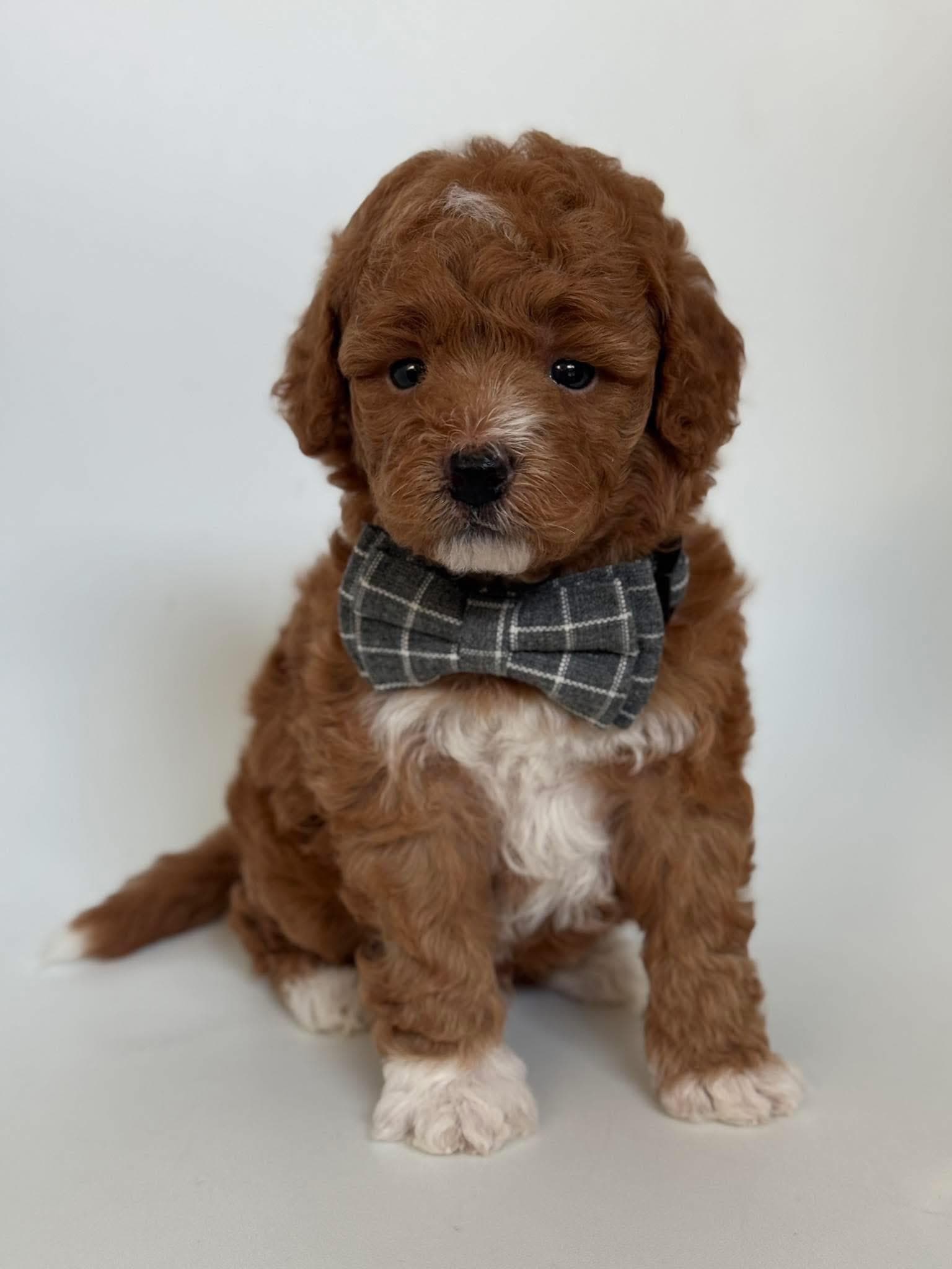 Goldendoodle puppy for sale — K-BLUE BOY, Texas Goldendoodle Lovers