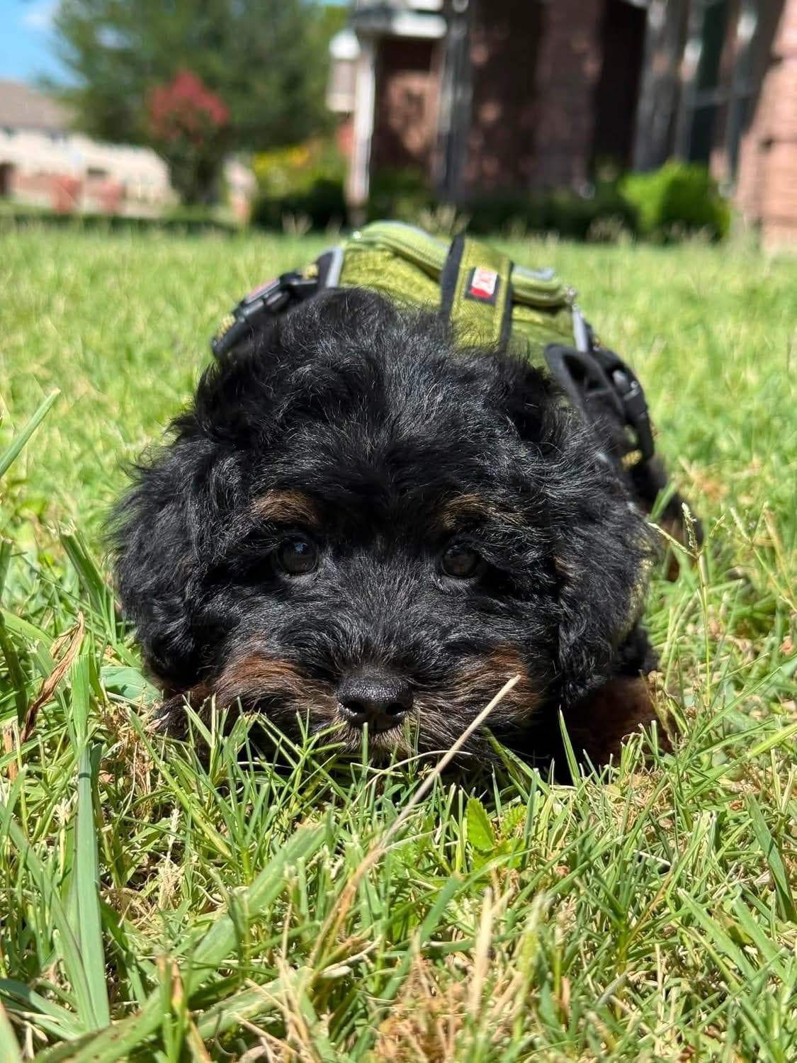 Goldendoodle puppy for sale — KAYLIE -GREEN BOY, Texas Goldendoodle Lovers (photo 3)
