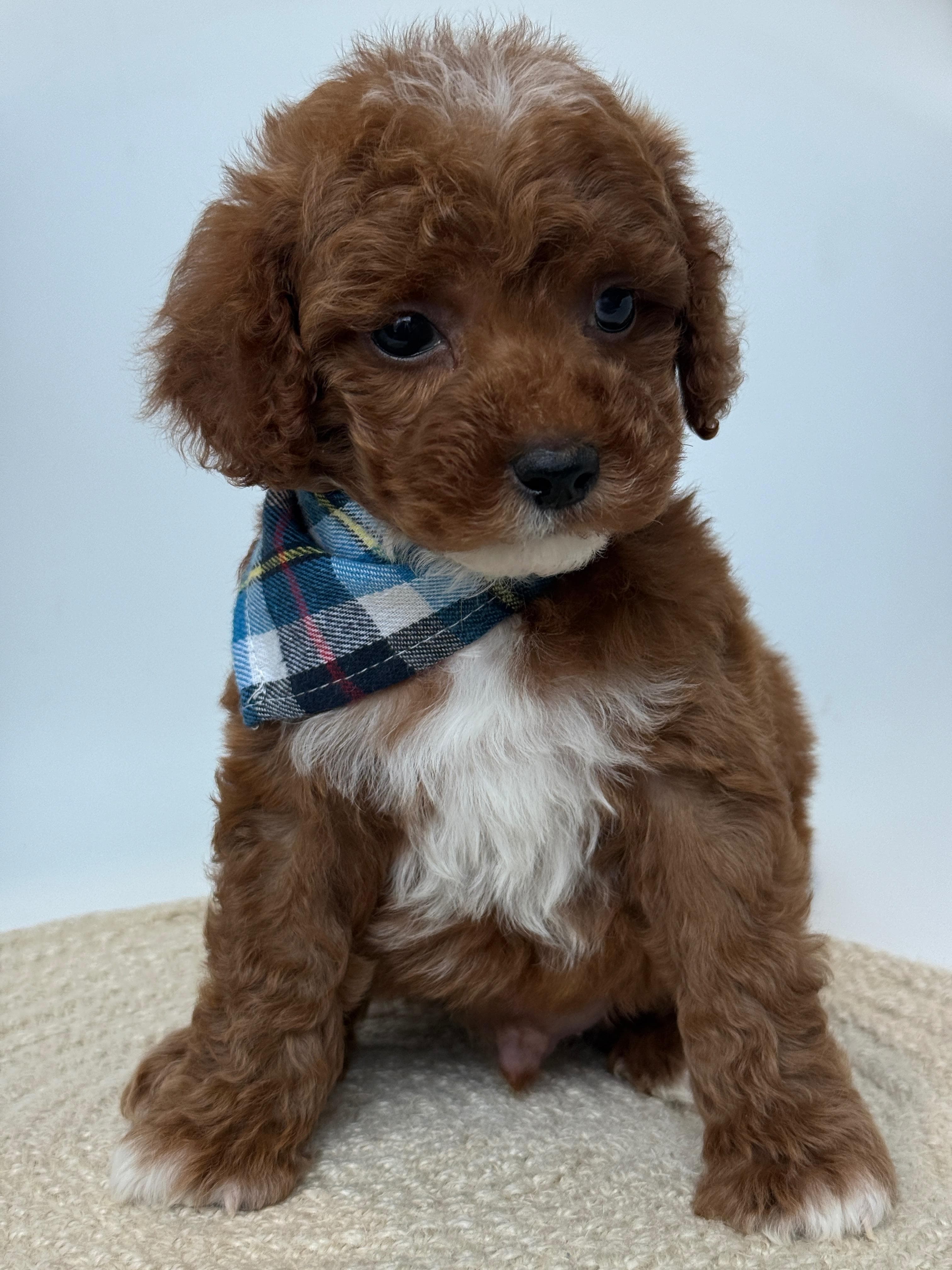 Goldendoodle puppy for sale — D - Red Boy, Texas Goldendoodle Lovers