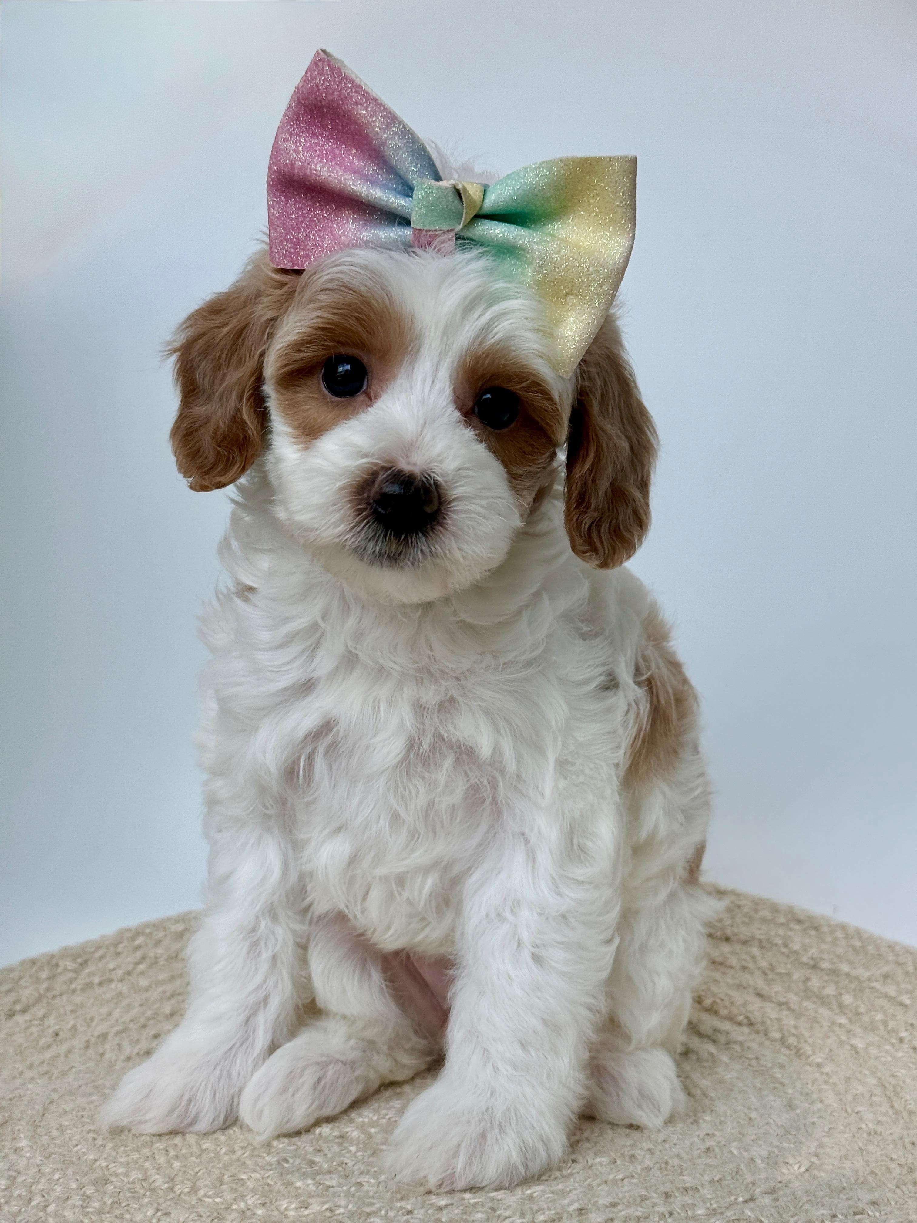 Goldendoodle puppy for sale — K-TURQUOISE GIRL, Texas Goldendoodle Lovers