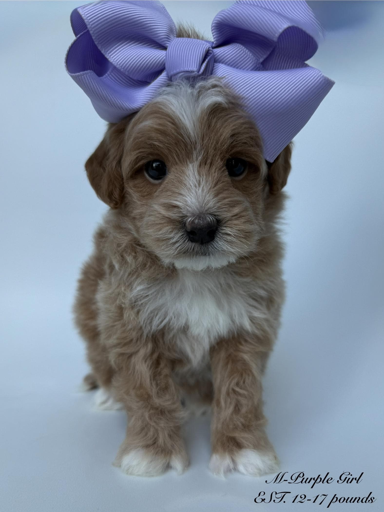 Goldendoodle puppy for sale — M - Purple Girl, Texas Goldendoodle Lovers