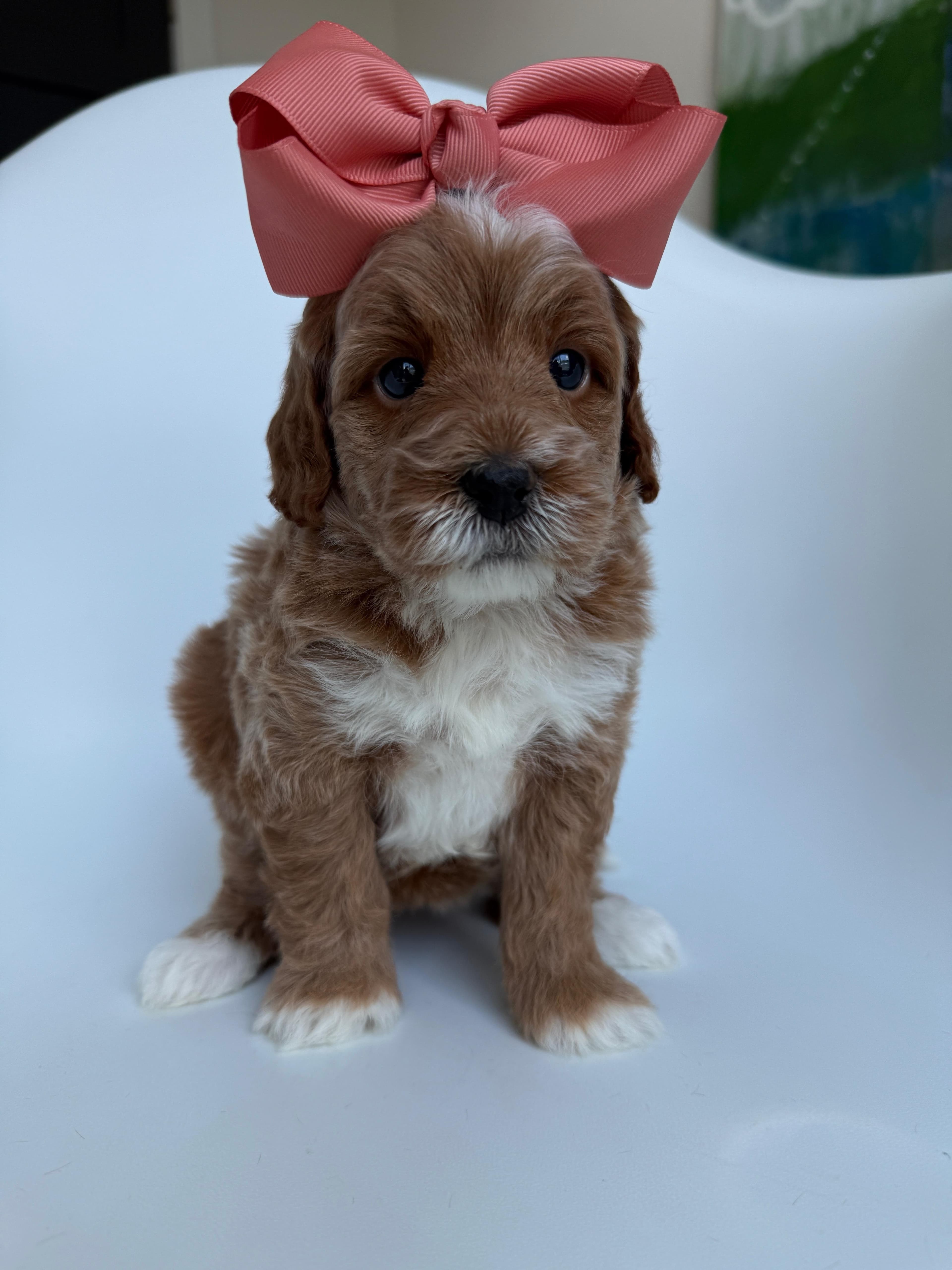 Goldendoodle puppy for sale — M - Pink Girl, Texas Goldendoodle Lovers