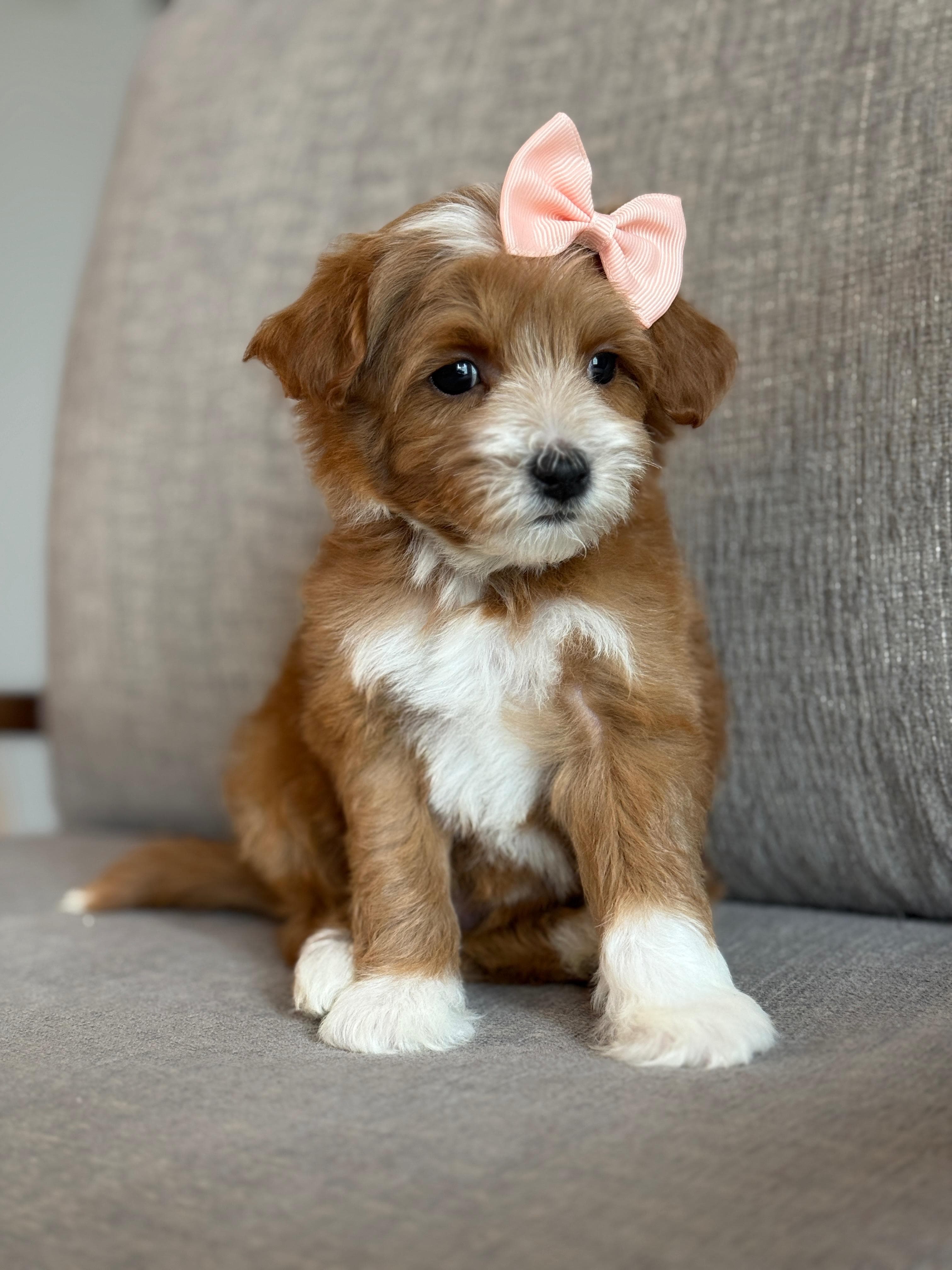 Goldendoodle puppy for sale — D-Pink Gril, Texas Goldendoodle Lovers