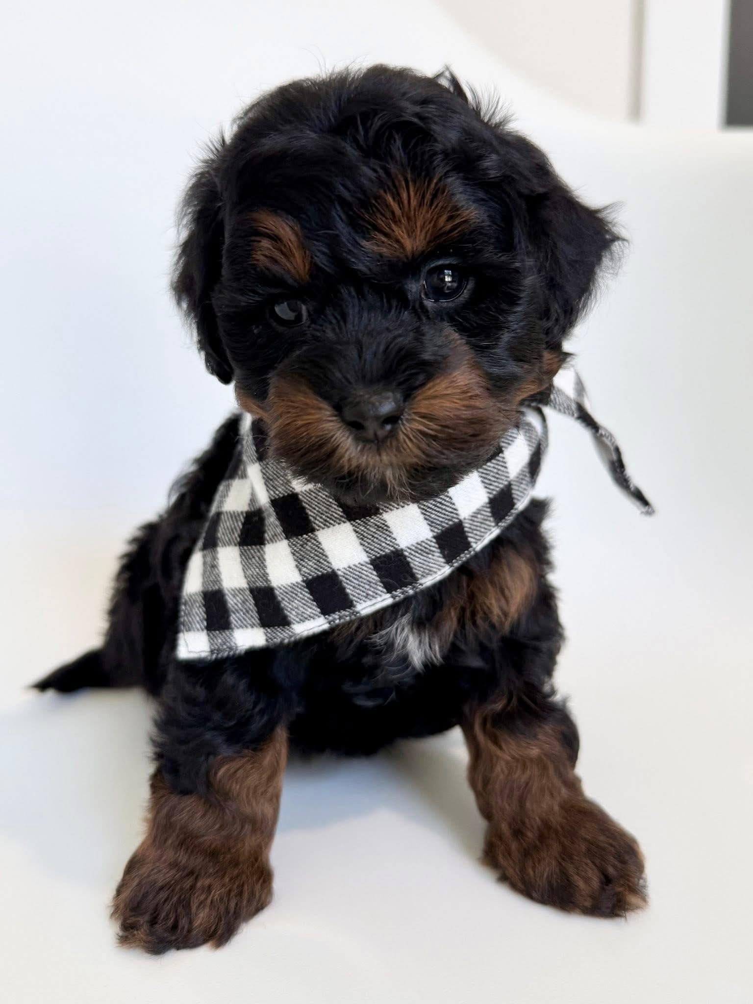 Goldendoodle puppy for sale — KAYLIE -BLUE BOY, Texas Goldendoodle Lovers
