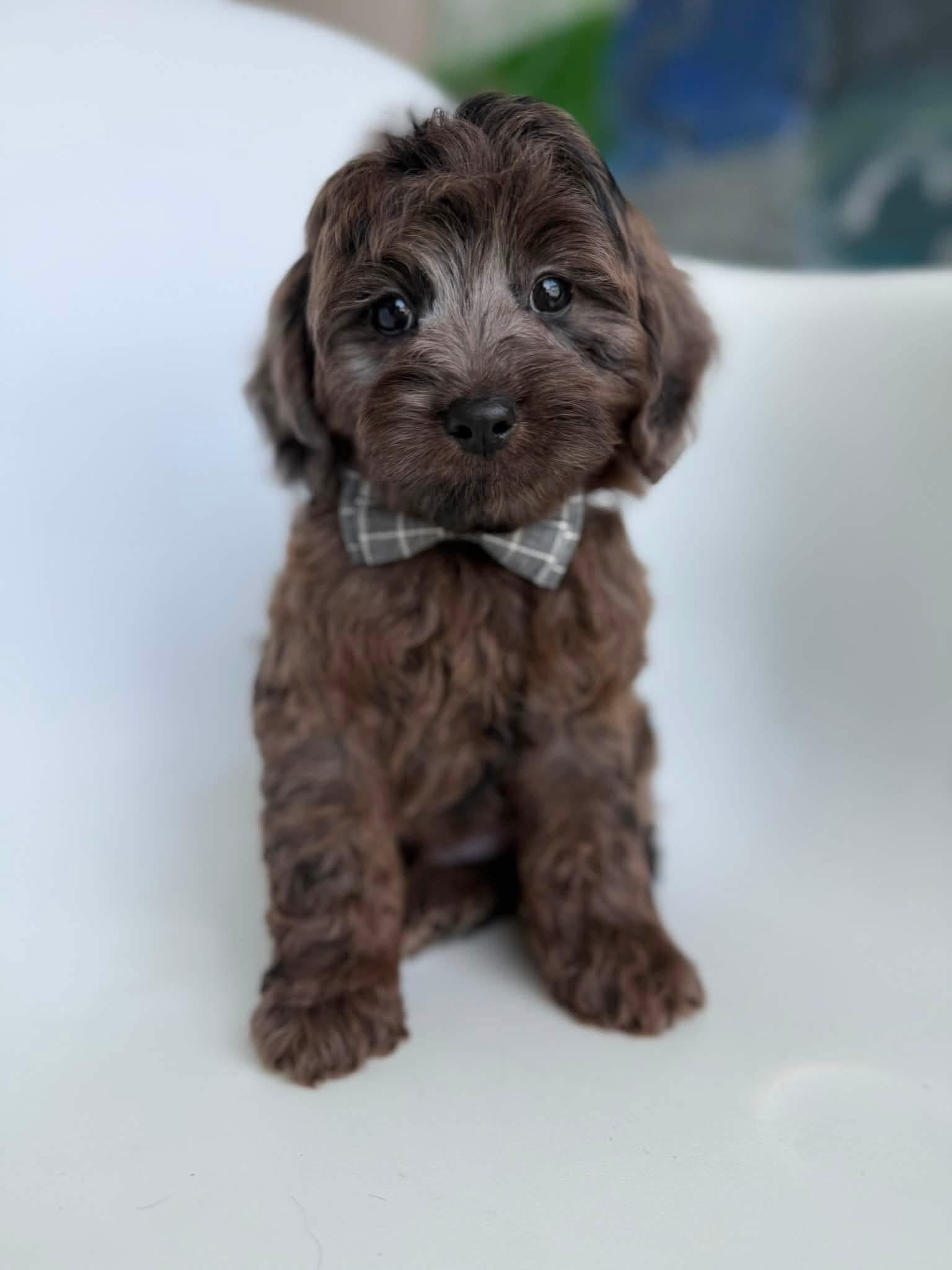 Goldendoodle puppy for sale — E-Merle Boy, Texas Goldendoodle Lovers