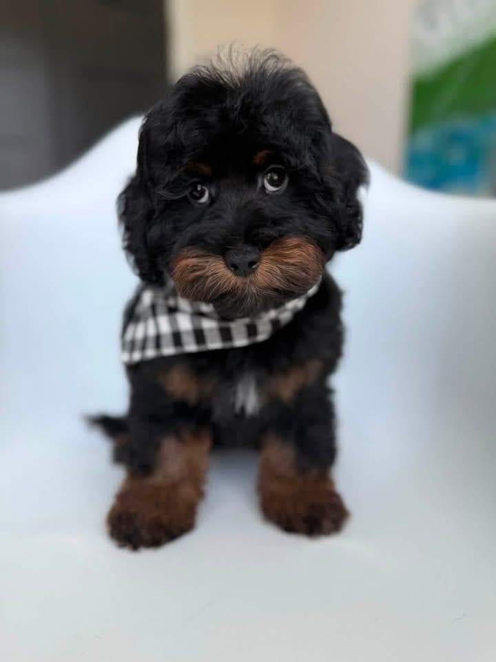 Goldendoodle puppy for sale — KAYLIE -BLUE BOY, Texas Goldendoodle Lovers