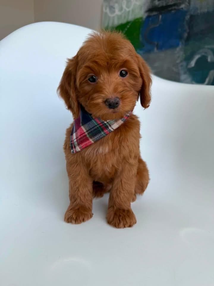 Goldendoodle puppy for sale — E-Blue Boy, Texas Goldendoodle Lovers