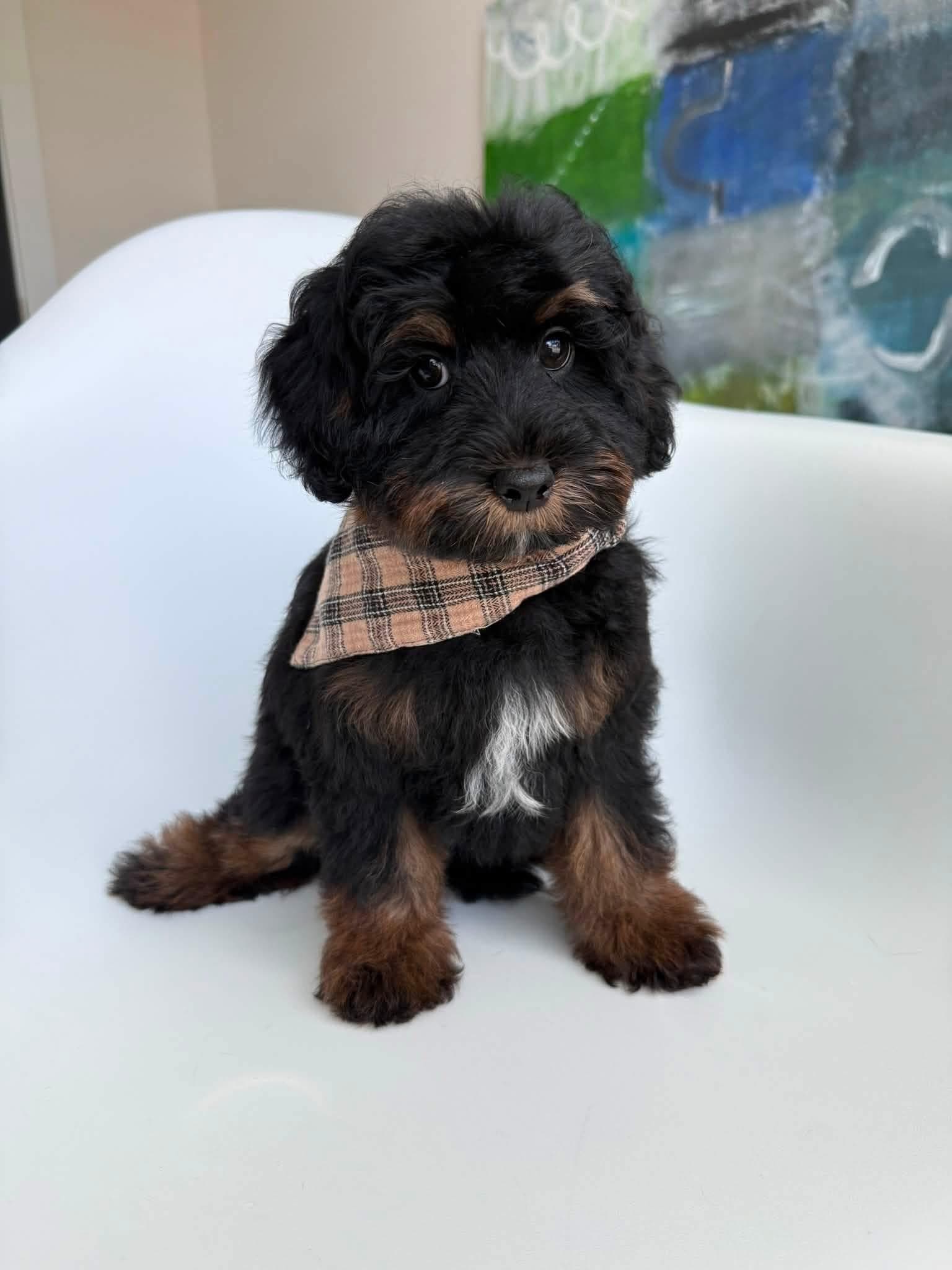 Goldendoodle puppy for sale — KAYLIE -GREEN BOY, Texas Goldendoodle Lovers