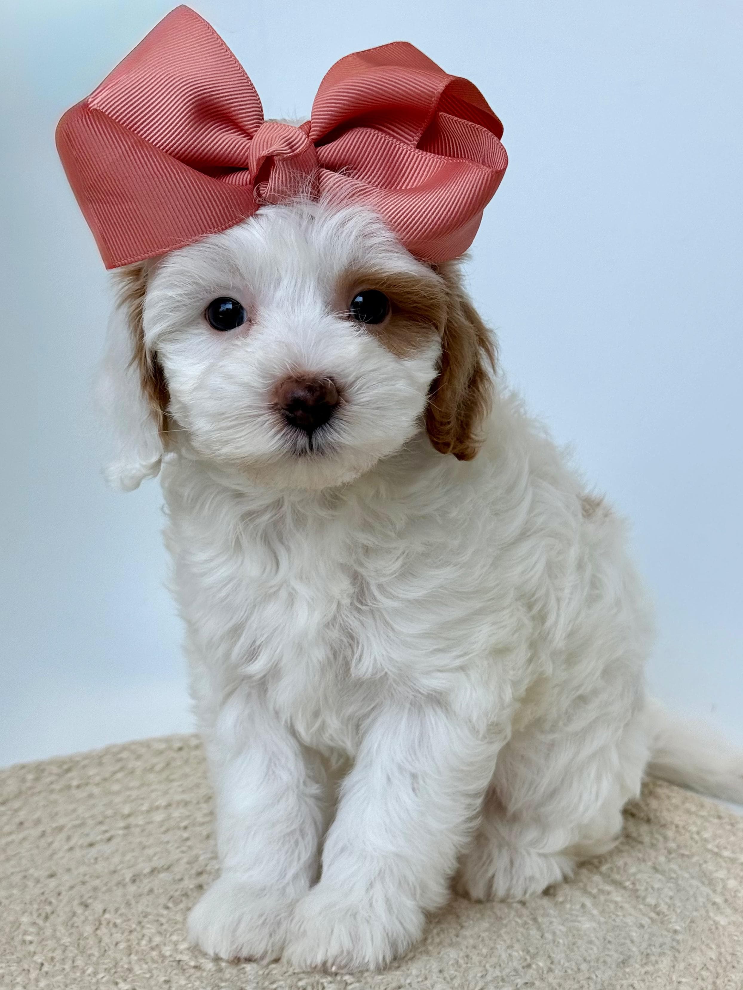 Goldendoodle puppy for sale — K-PINK GIRL, Texas Goldendoodle Lovers