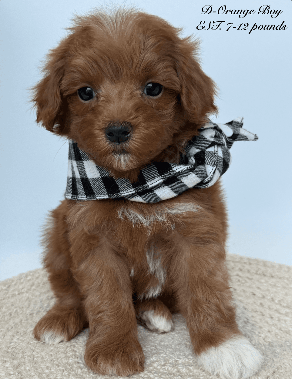 Goldendoodle puppy for sale — D -Orange Boy, Texas Goldendoodle Lovers