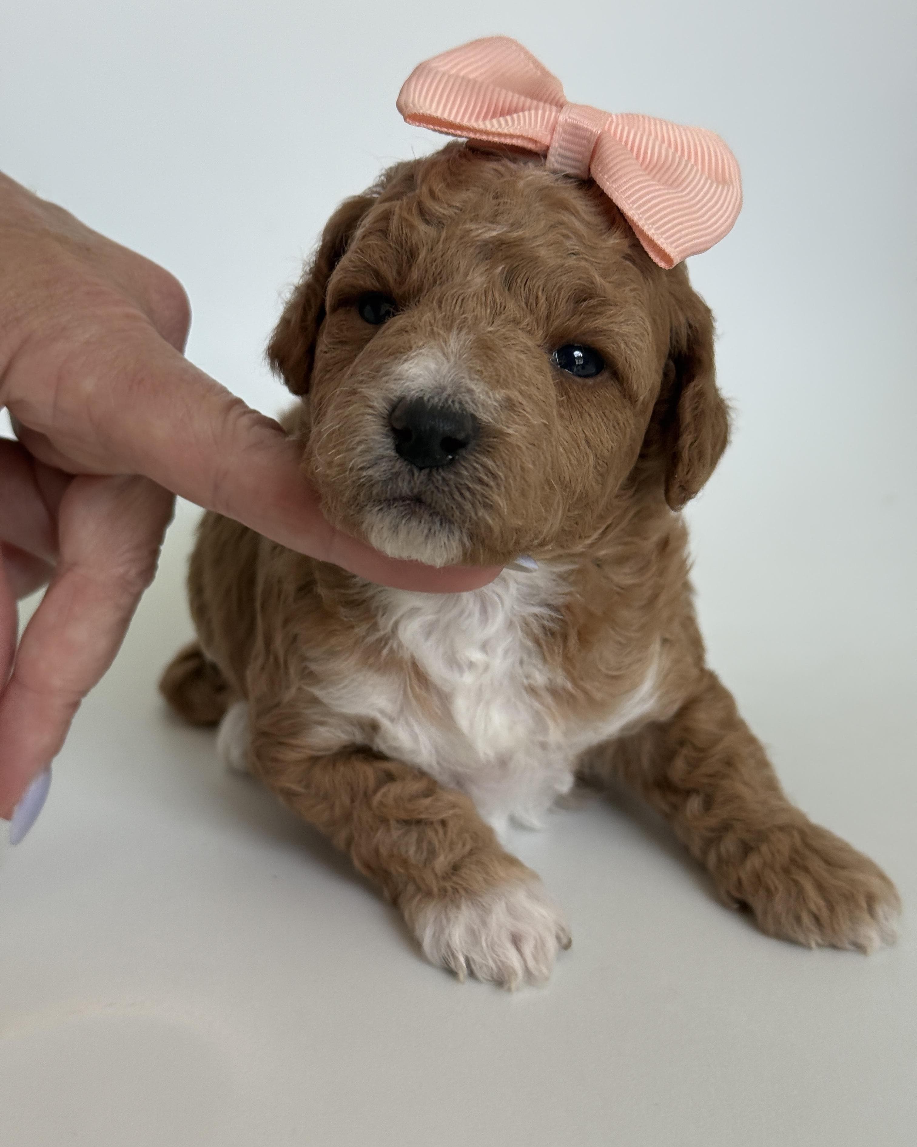 Goldendoodle puppy for sale — K-YELLOW GIRL, Texas Goldendoodle Lovers (photo 4)