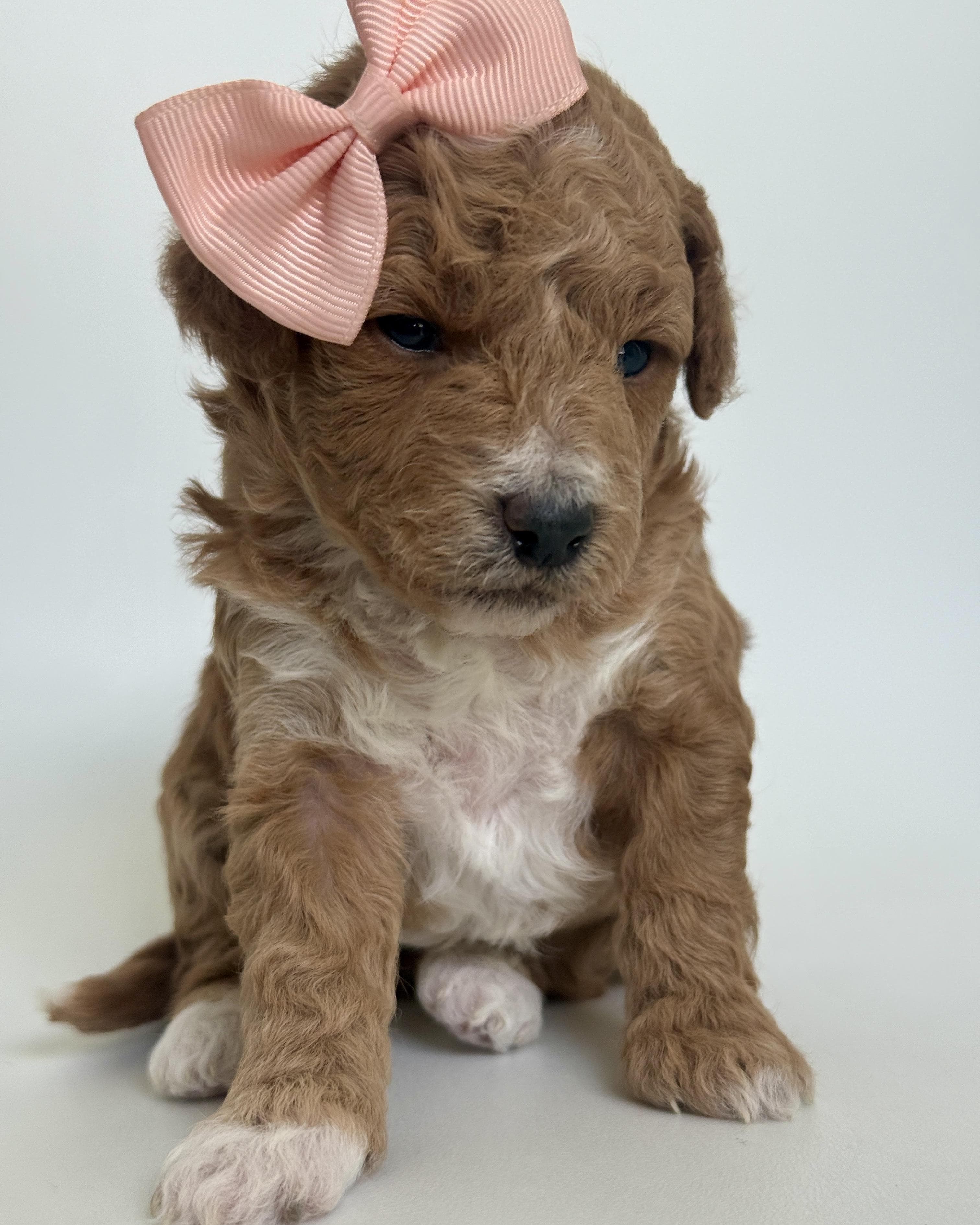 Goldendoodle puppy for sale — K-YELLOW GIRL, Texas Goldendoodle Lovers (photo 2)