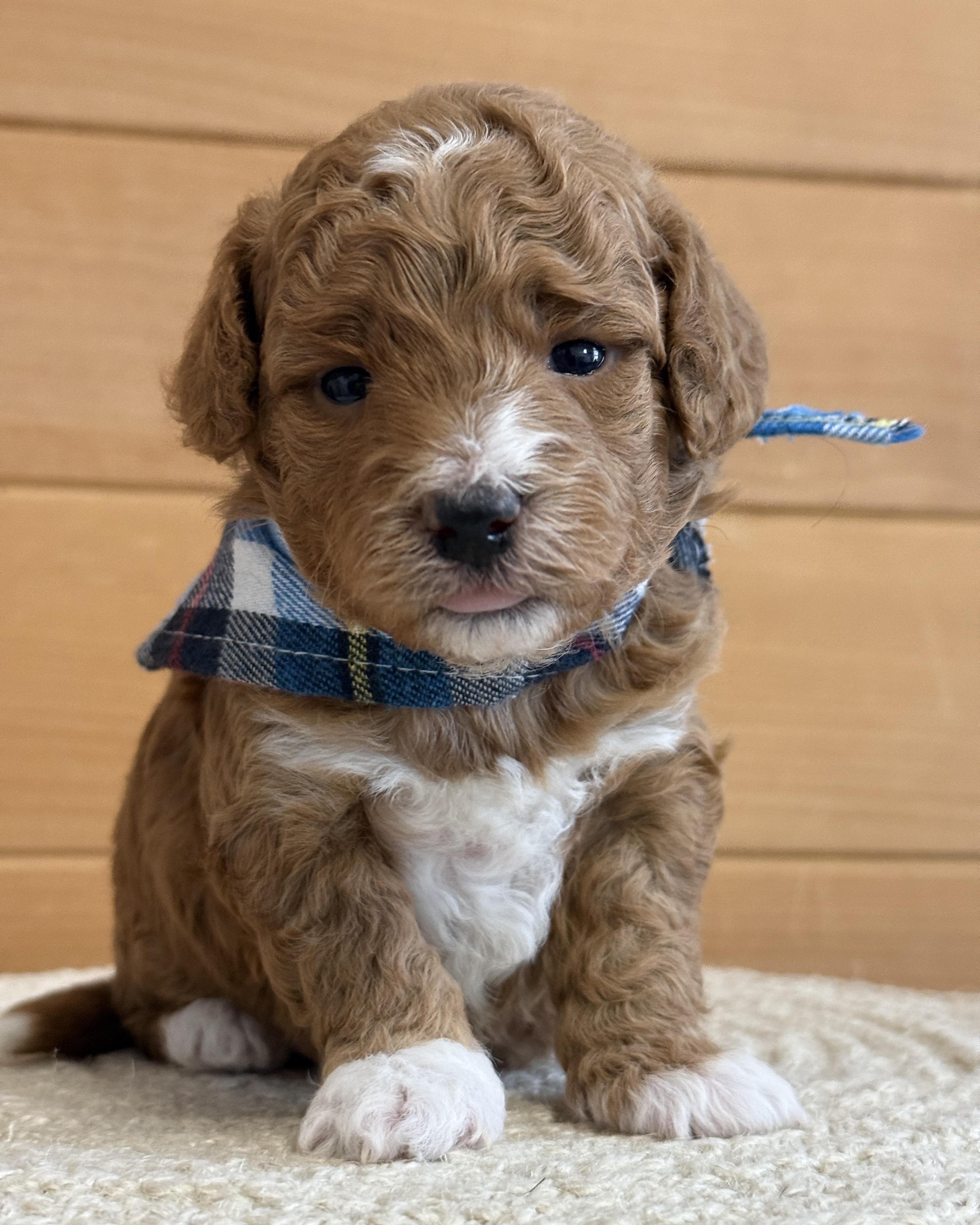Goldendoodle puppy for sale — K-BLUE BOY, Texas Goldendoodle Lovers (photo 2)