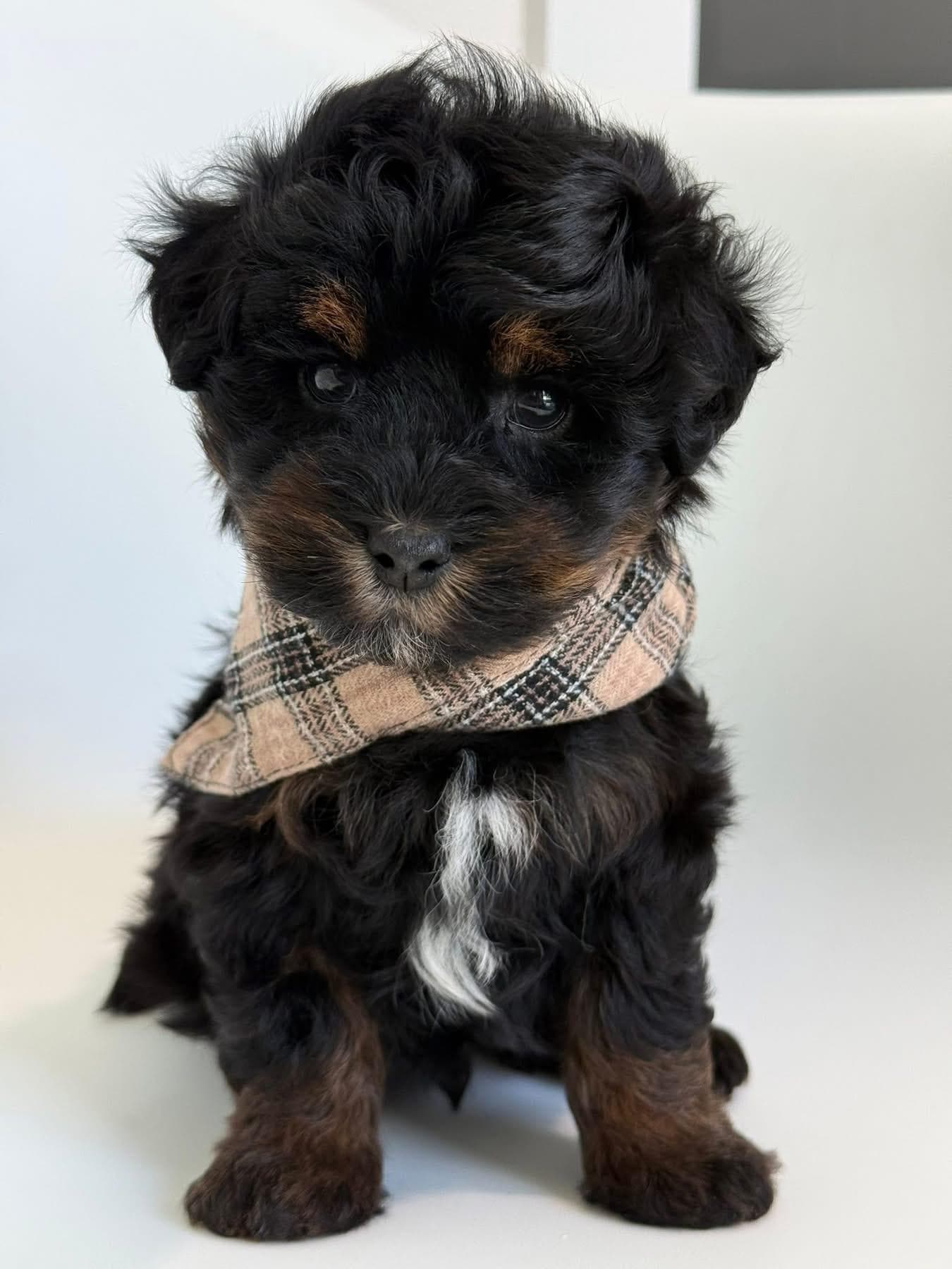 Goldendoodle puppy for sale — KAYLIE -GREEN BOY, Texas Goldendoodle Lovers (photo 2)