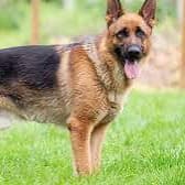 Kennel Boss Testing