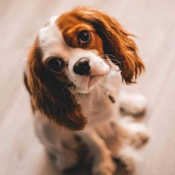female pup🐶🐕🦮🐩