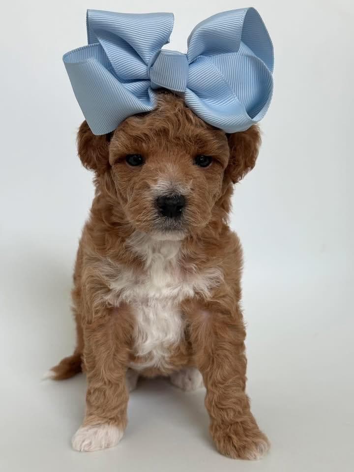 Goldendoodle puppy for sale — K-YELLOW GIRL, Texas Goldendoodle Lovers