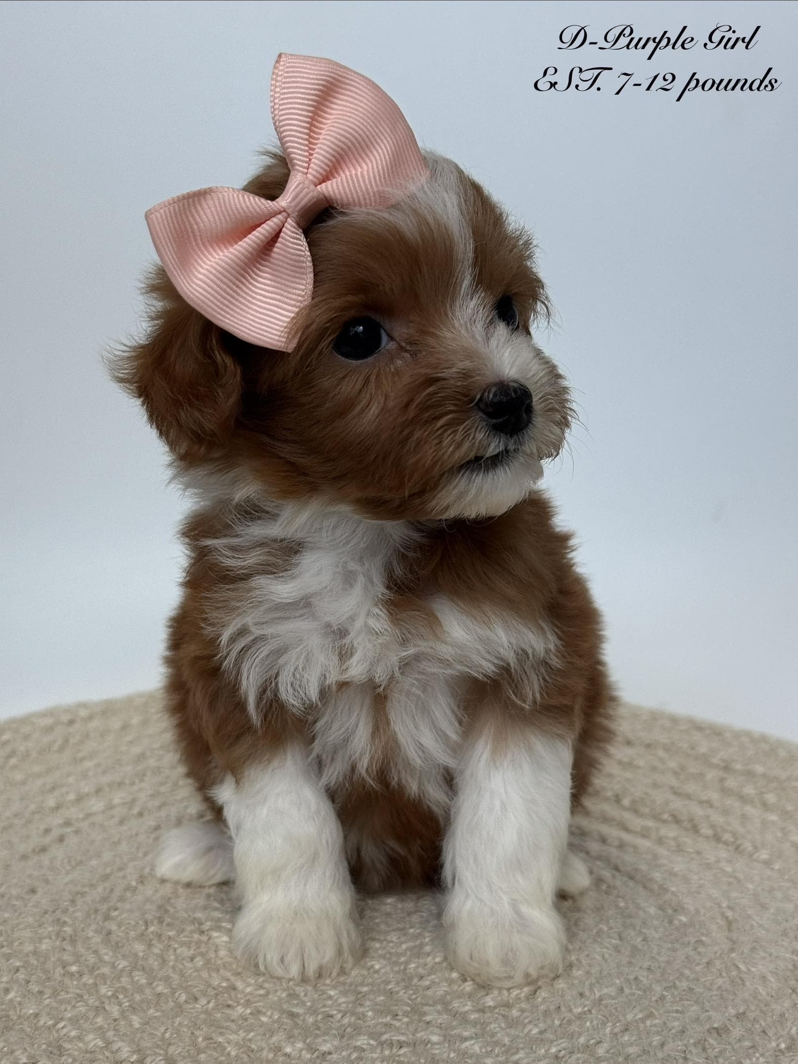 Goldendoodle puppy for sale — D- Purple Girl, Texas Goldendoodle Lovers